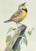 Fuertes Burgess Bird Meadowlark A4 Photo Print