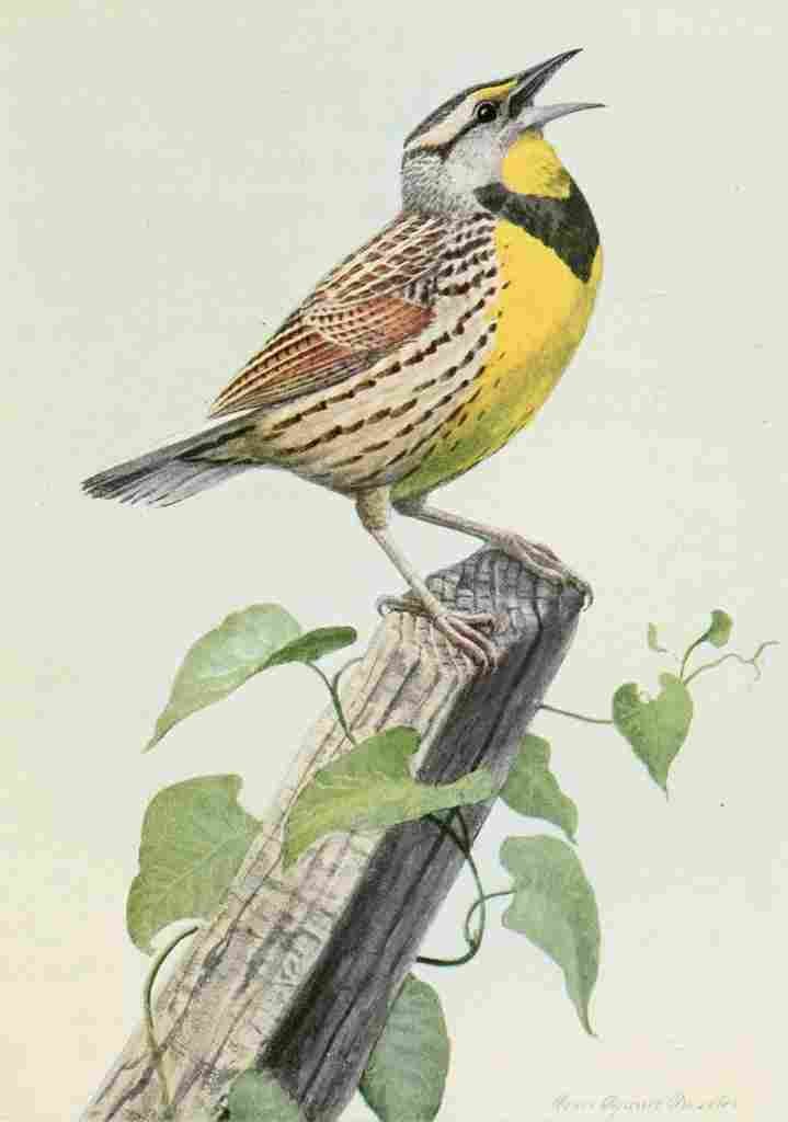 Fuertes Burgess Bird Meadowlark A4 Photo Print
