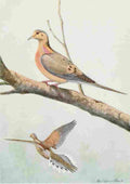 Fuertes Burgess Bird Mourning Dove A4 Photo Print