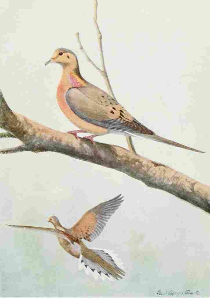 Fuertes Burgess Bird Mourning Dove A4 Photo Print