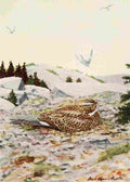 Fuertes Burgess Bird Nighthawk A4 Photo Print