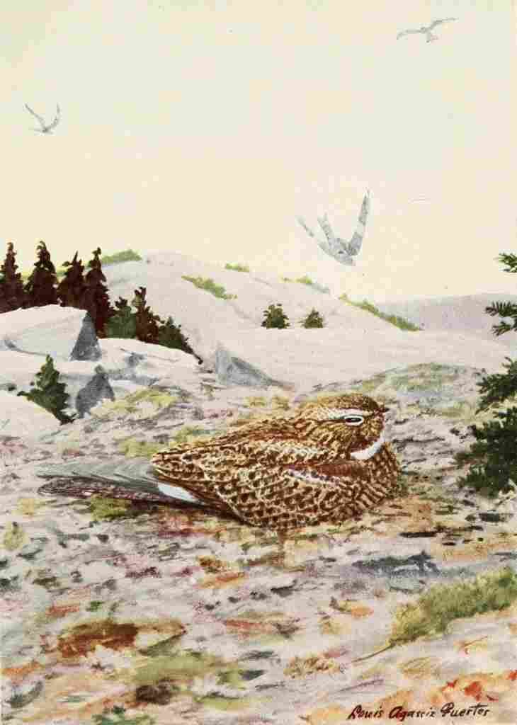 Fuertes Burgess Bird Nighthawk A4 Photo Print