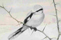 Fuertes Burgess Bird Northern Shrike A4 Photo Print