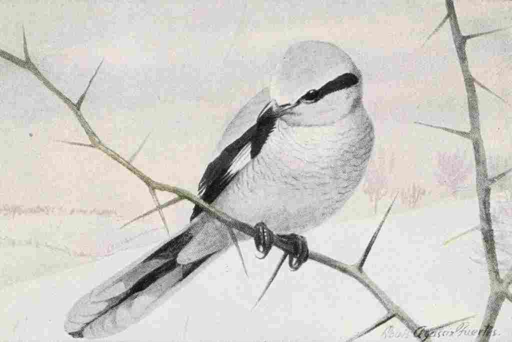 Fuertes Burgess Bird Northern Shrike A4 Photo Print