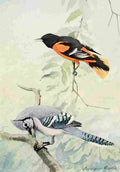 Fuertes Burgess Bird Oriole & Jay A4 Photo Print