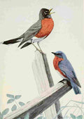 Fuertes Burgess Bird Robin & Bluebird A4 Photo Print