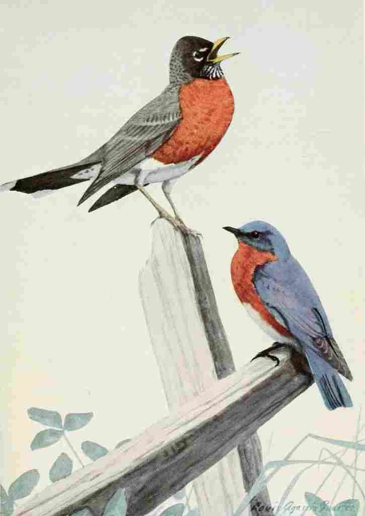 Fuertes Burgess Bird Robin & Bluebird A4 Photo Print