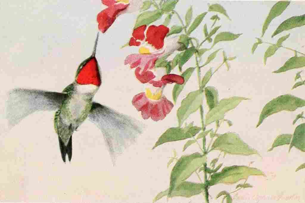 Fuertes Burgess Bird Ruby thr Hummingbird A4 Photo Print