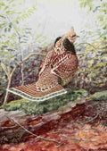 Fuertes Burgess Bird Ruffed Grouse A4 Photo Print