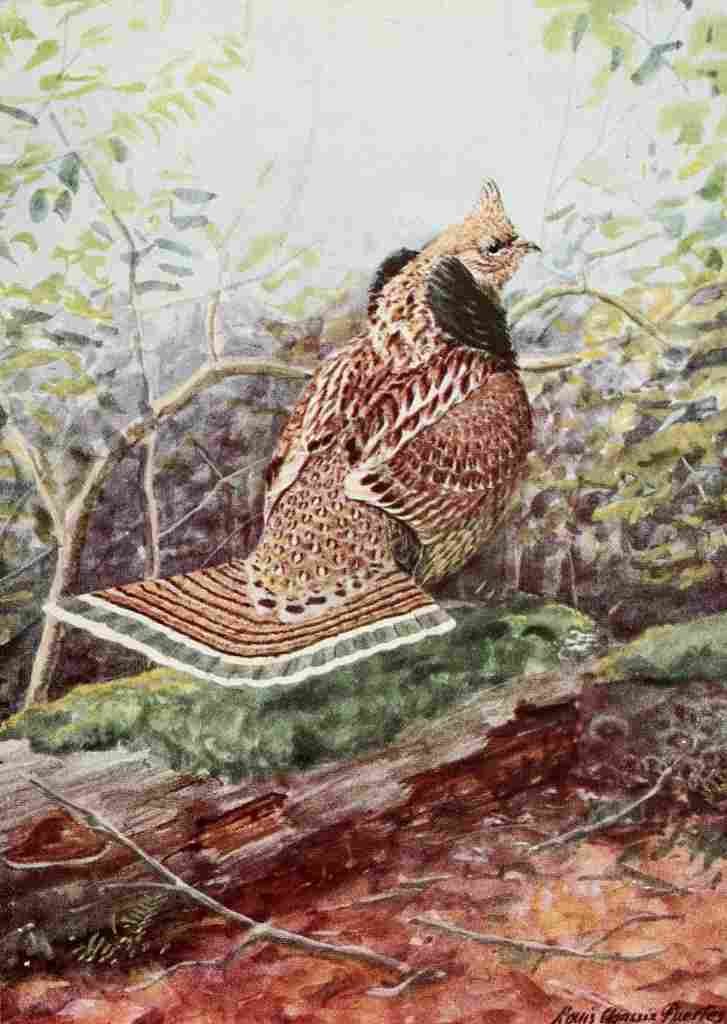 Fuertes Burgess Bird Ruffed Grouse A4 Photo Print