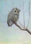 Fuertes Burgess Bird Screech Owl A4 Photo Print