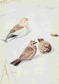 Fuertes Burgess Bird Snowflake & Horned Lark A4 Photo Print