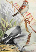 Fuertes Burgess Bird Sparrow & Junco A4 Photo Print