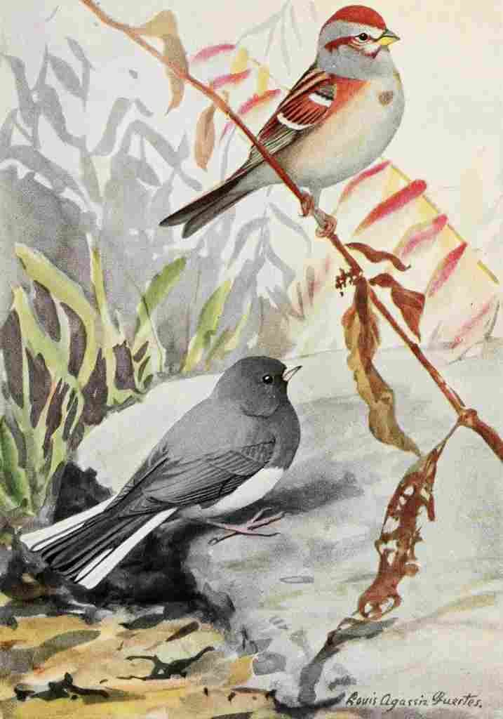 Fuertes Burgess Bird Sparrow & Junco A4 Photo Print