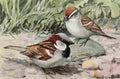 Fuertes Burgess Bird Sparrows A4 Photo Print