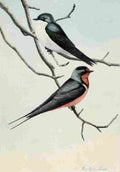 Fuertes Burgess Bird Swallows A4 Photo Print