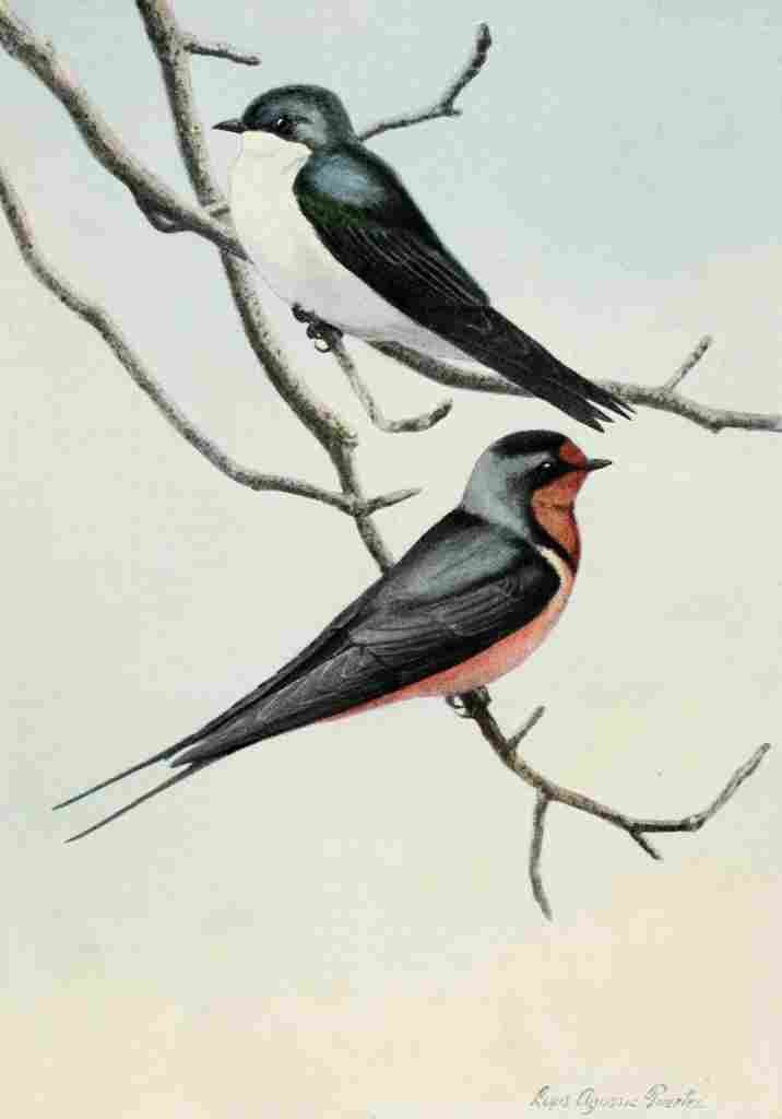 Fuertes Burgess Bird Swallows A4 Photo Print