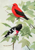 Fuertes Burgess Bird Tanager & Grosbeak A4 Photo Print