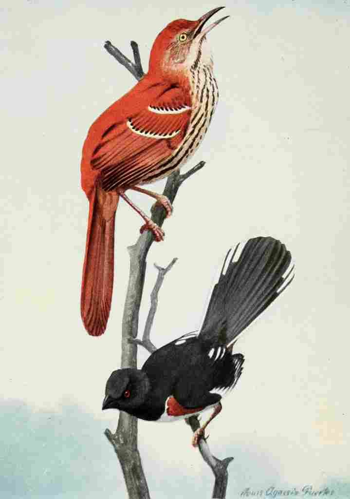 Fuertes Burgess Bird Thrasher & Towhee A4 Photo Print