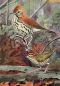 Fuertes Burgess Bird Thrush & Ovenbird A4 Photo Print