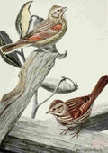 Fuertes Burgess Bird Vesper & Song Sparrows A4 Photo Print