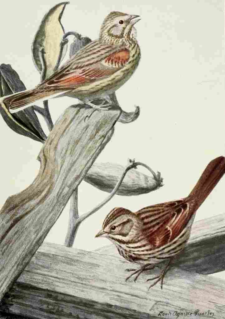 Fuertes Burgess Bird Vesper & Song Sparrows A4 Photo Print