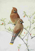 Fuertes Burgess Bird Waxwing A4 Photo Print