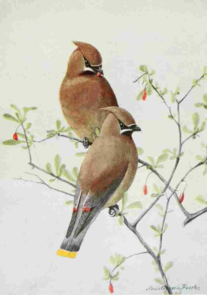 Fuertes Burgess Bird Waxwing A4 Photo Print