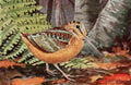 Fuertes Burgess Bird Woodcock A4 Photo Print