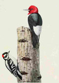 Fuertes Burgess Bird Woodpeckers A4 Photo Print