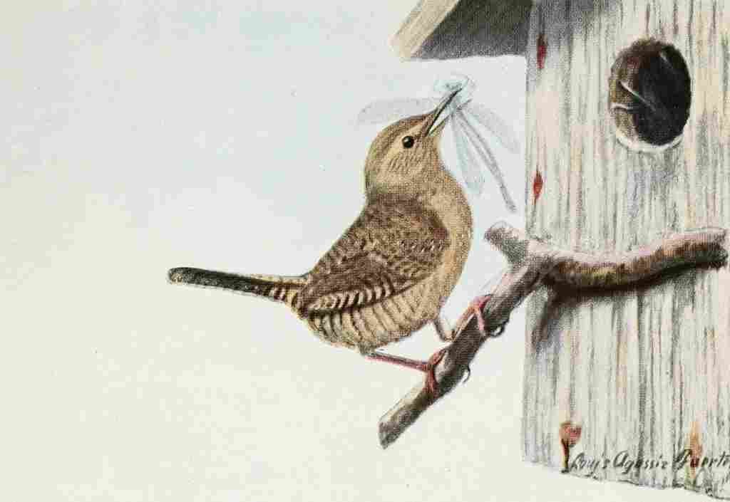 Fuertes Burgess Bird Wren A4 Photo Print