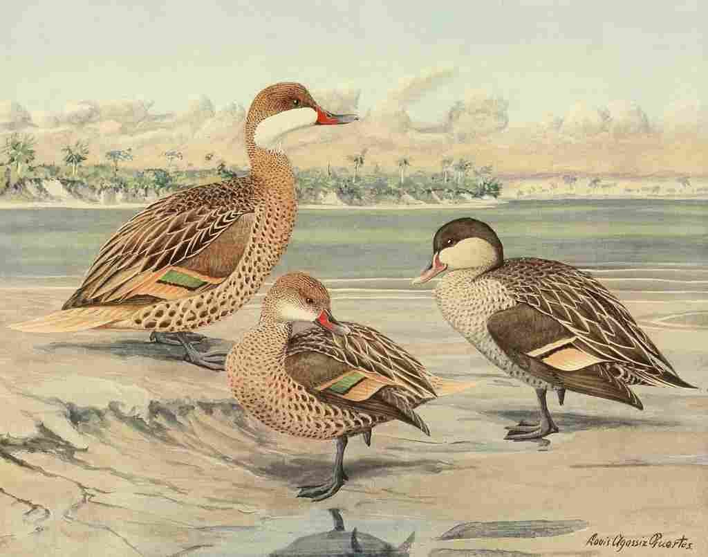 Fuertes Ducks 1925 Bahama Duck et al A4 Photo Print