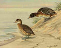 Fuertes Ducks 1925 Black headed Duck A4 Photo Print