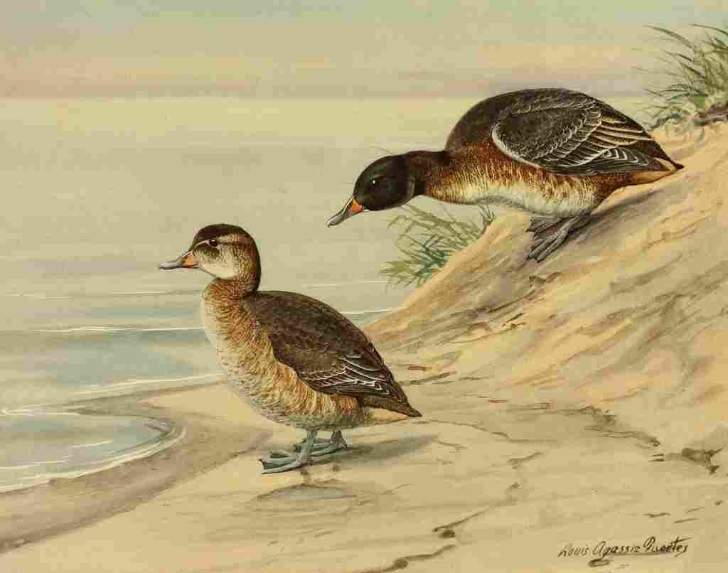 Fuertes Ducks 1925 Black headed Duck A4 Photo Print
