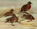 Fuertes Ducks 1925 Brown & Auckland A4 Photo Print