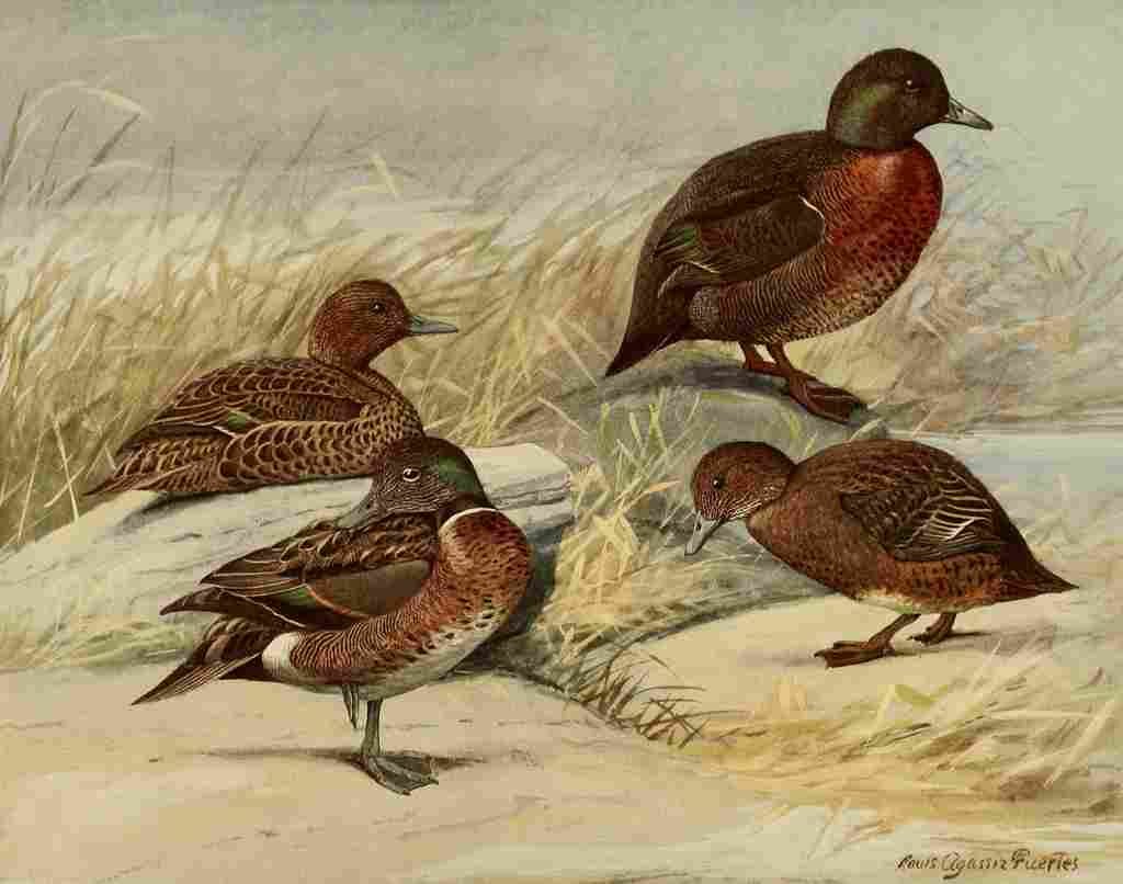 Fuertes Ducks 1925 Brown & Auckland A4 Photo Print