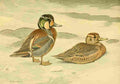 Fuertes Ducks 1925 Formosan Teal A4 Photo Print