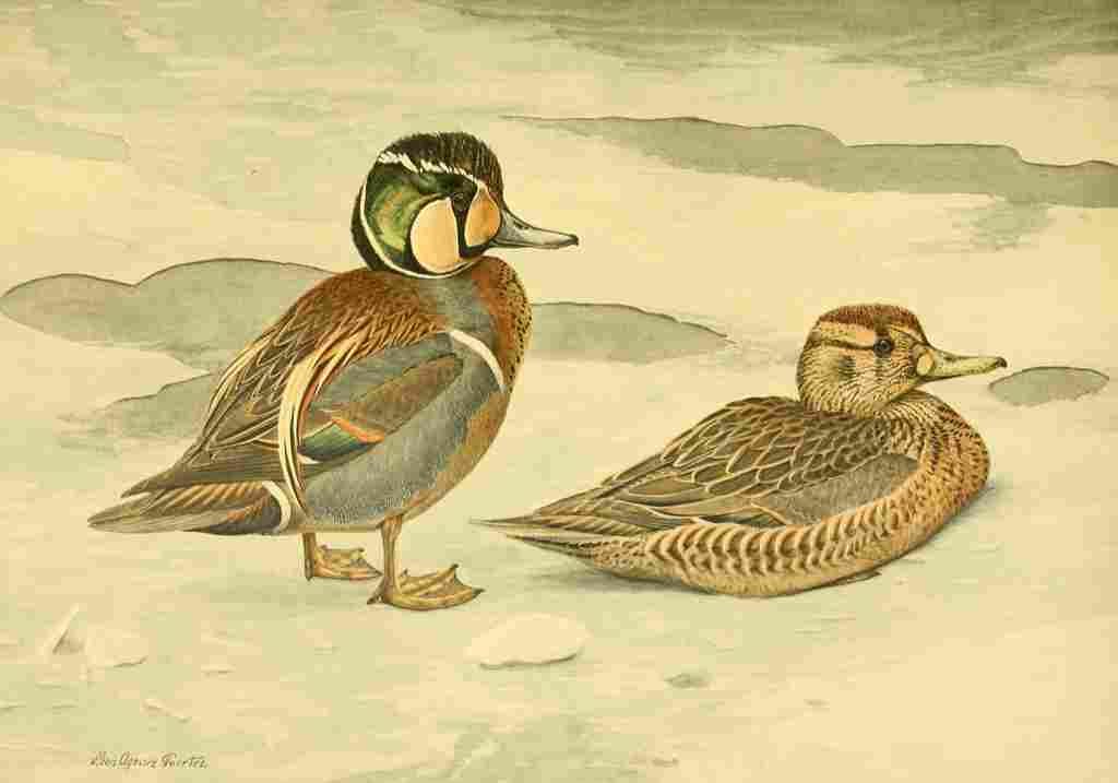 Fuertes Ducks 1925 Formosan Teal A4 Photo Print