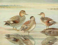 Fuertes Ducks 1925 Gadwall A4 Photo Print