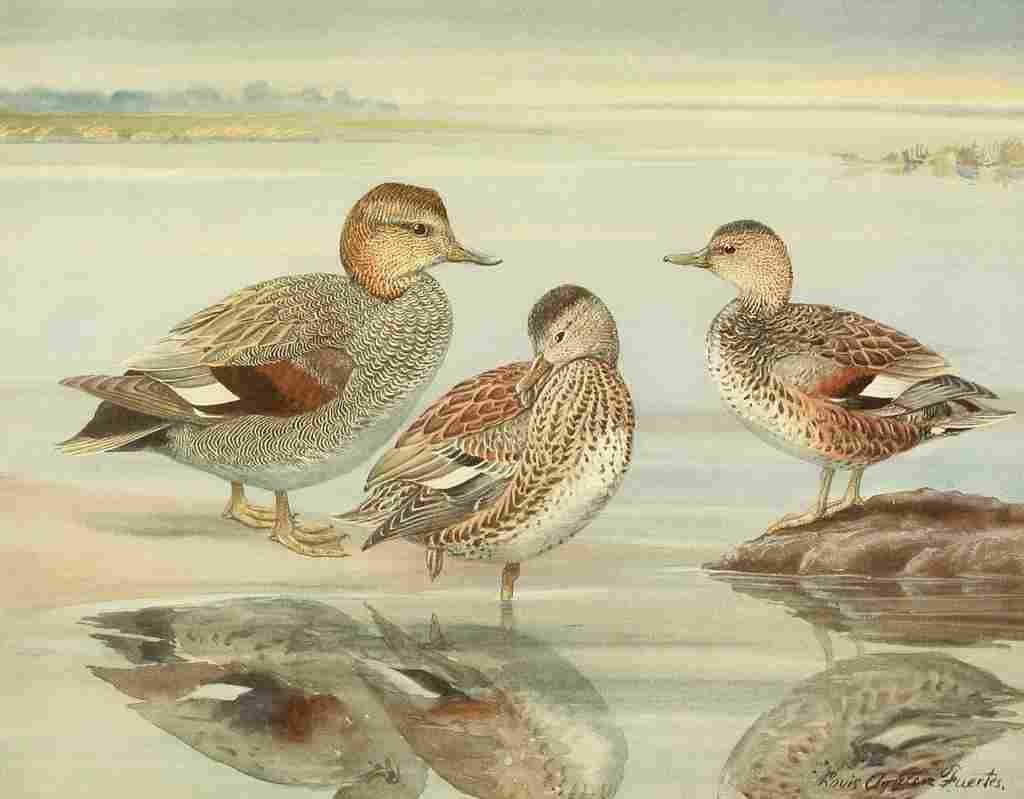 Fuertes Ducks 1925 Gadwall A4 Photo Print