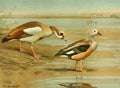 Fuertes Ducks 1925 Geese A4 Photo Print