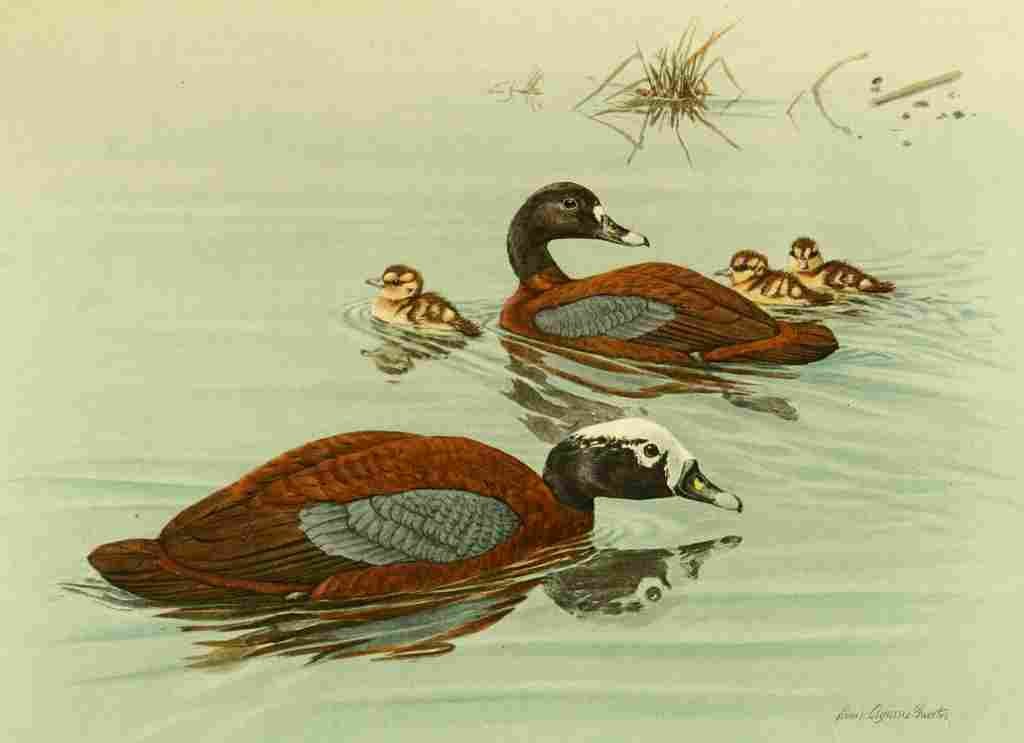 Fuertes Ducks 1925 Hartlaubs Teal A4 Photo Print