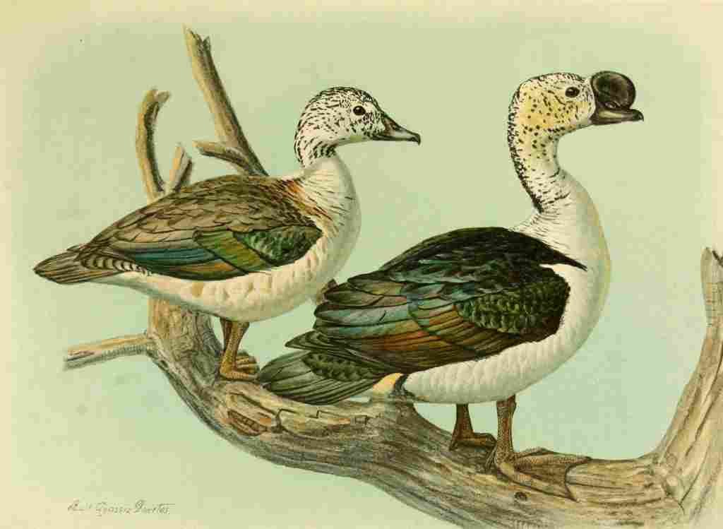 Fuertes Ducks 1925 Knob billed Duck A4 Photo Print