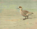 Fuertes Ducks 1925 Marbled Duck A4 Photo Print