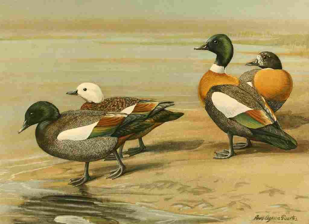Fuertes Ducks 1925 NZ & Australian Sheldrake A4 Photo Print