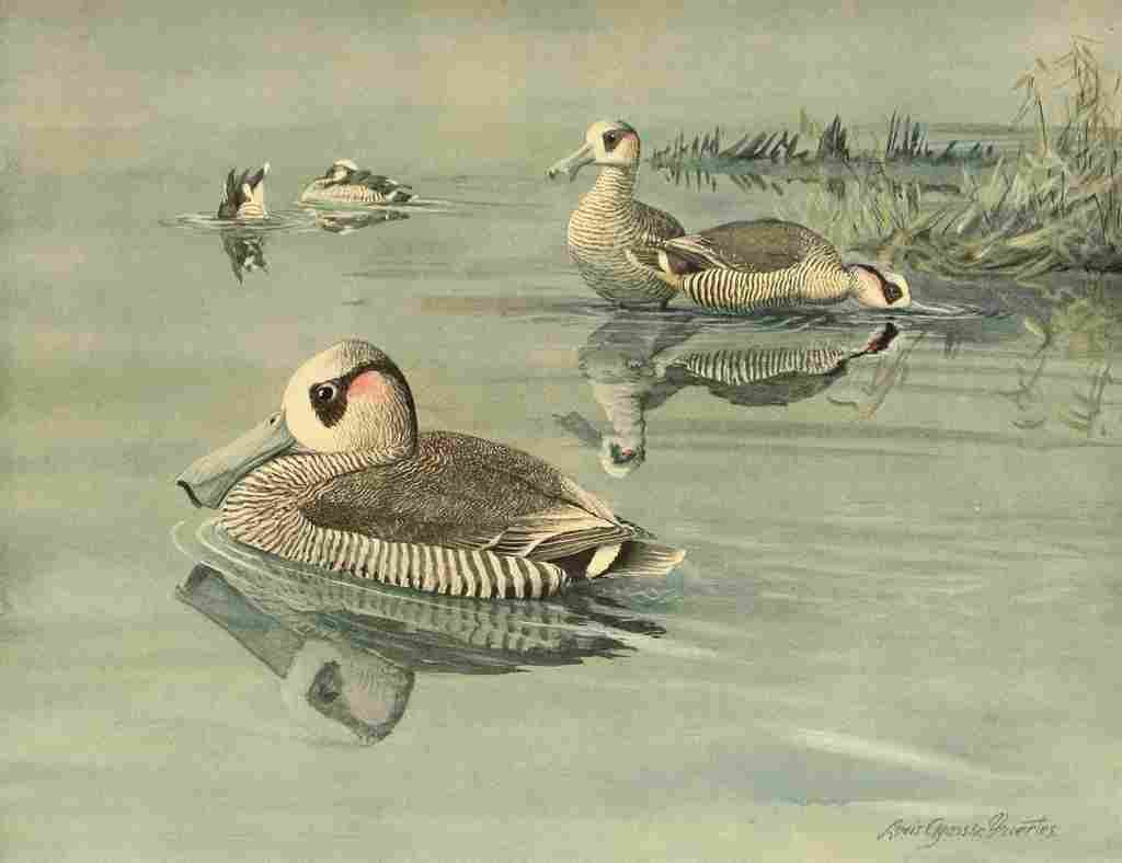 Fuertes Ducks 1925 Pink eared Duck A4 Photo Print