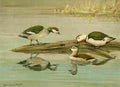 Fuertes Ducks 1925 Pygmy Goose A4 Photo Print