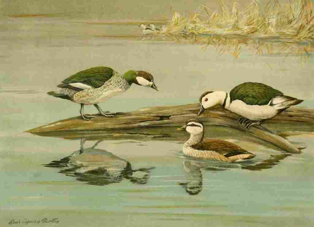 Fuertes Ducks 1925 Pygmy Goose A4 Photo Print