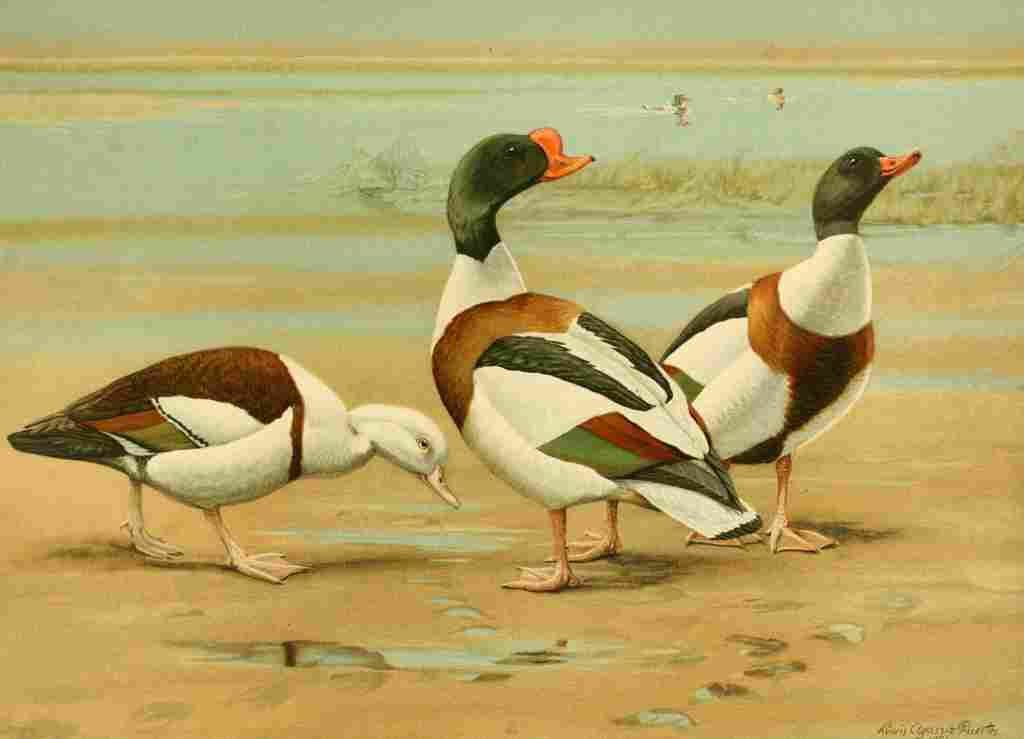 Fuertes Ducks 1925 Sheldrake A4 Photo Print