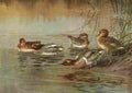 Fuertes Ducks 1925 Teal A4 Photo Print